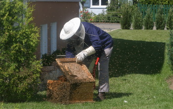 Méhész tanfolyam TanfolyamAjánló.hu