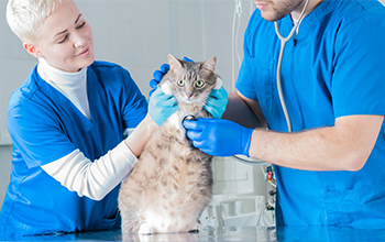 Állatorvosi asszisztens TanfolyamOKJ.hu