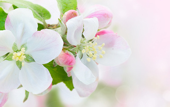 Bach virágterápia alapjai - eszenciaismeret online tanfolyam Eszenciacentrum  Kereskedelmi, Oktatási és Szolgáltató Kft.