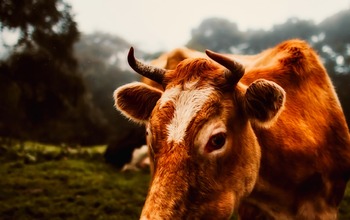 Állatgondozó tanfolyam TanfolyamAjánló.hu