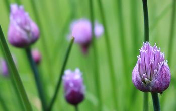 Bach virágterápia tanácsadó képzés Eszenciacentrum  Kereskedelmi, Oktatási és Szolgáltató Kft.