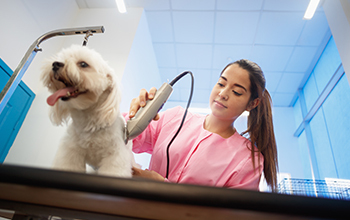 Kutyakozmetikus TanfolyamOKJ.hu